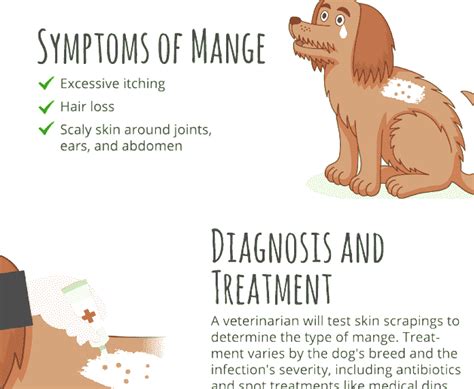 Mange - Dog Mange Treatment