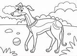 Coloring Greyhound Pages Dog Breed Sketch Page sketch template