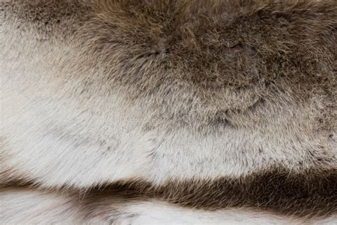 Deer s fur texture stock image. Image of wildlife, skin - 7680573