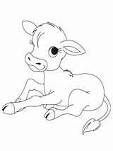 Calf Coloring Pages sketch template