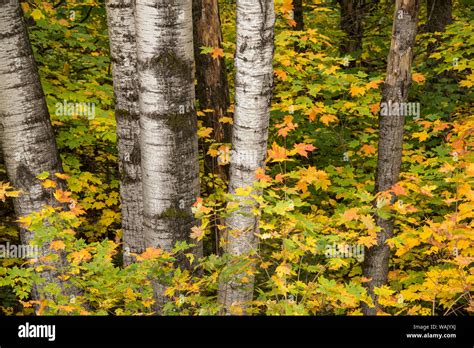 USA, Michigan, Upper Peninsula. Fall colors Stock Photo - Alamy