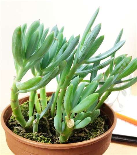 1 LARGE MATURE CACTI CACTUS SUCCULENT OFFICE INDOOR GARDEN PLANT @ 12cm POT | eBay