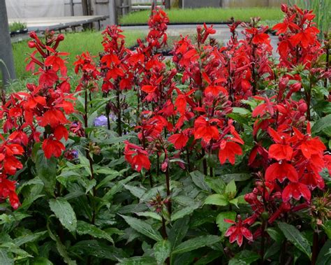 How to Grow and Care for Cardinal Flower | HGTV