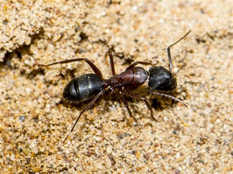 Using Borax Powder to Kill Ants – Ants.com