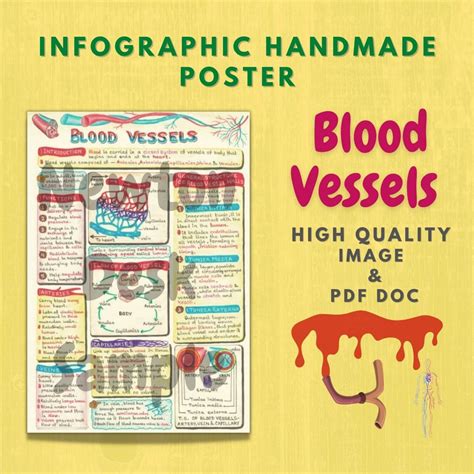 Human Blood Vessels Infographic (Handmade) Image - Biology Sc.