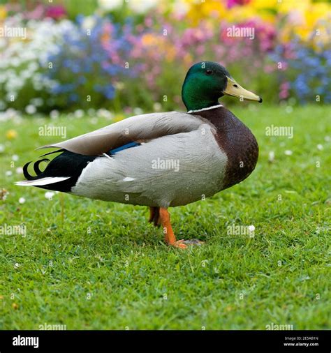 Mallard duck side view hi-res stock photography and images - Alamy