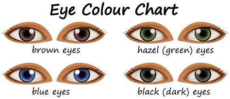 Human eyes with different colors | Human eye diagram, Human eye, Eye color chart