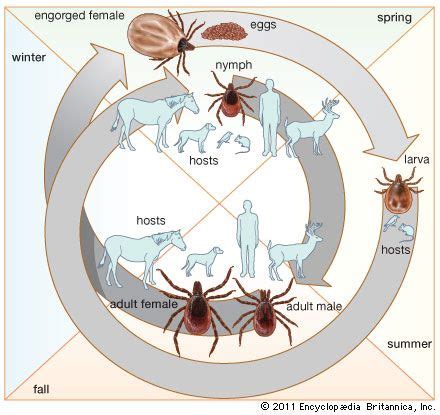 deer tick: life cycle of the hard tick Ixodes dammini - Students ...