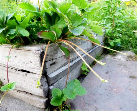 Bush Strawberry Plant with Runners for Propagation in Garden Stock Image - Image of agriculture ...