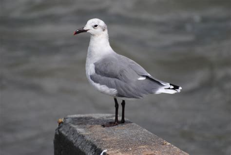 Laughing Gull - Winter Plumage (Leucophaeus atricilla) First Sighted: Tampa, FL 1/6/14 Spring ...