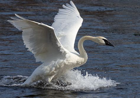 Interior Population Trumpeter Swan Migration Ecology and Conservation