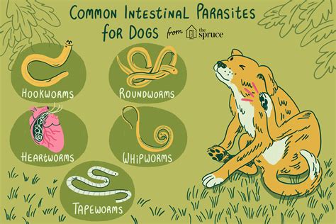 Common Canine Worms and Intestinal Parasites