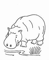 Free Printable Hippo Coloring Pages For Kids sketch template