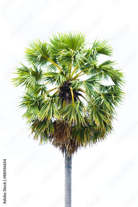 Sugar palms (borassus flabellifer) Asian Palmyra palm, Toddy palm ...