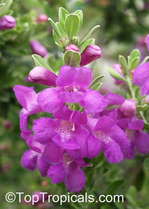 Is Purple Texas Sage Edible Eating A Texas Ranger Plant