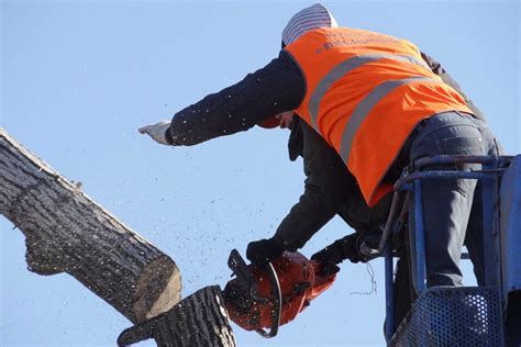 Tree Trimming Safety Precautions – Northern Lakes Tree Service