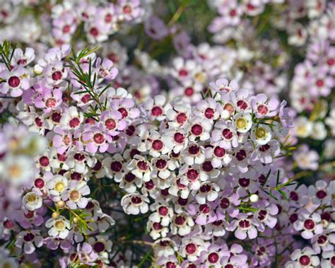 Great Native Plant Options For Growing In Pots Australian Native Plants Gardening Australia ...