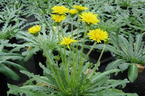 Turning Russian dandelions into rubber for car tyres | Practical Motoring