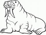 Free Printable Walrus Coloring Pages For Kids  Animal coloring sketch template