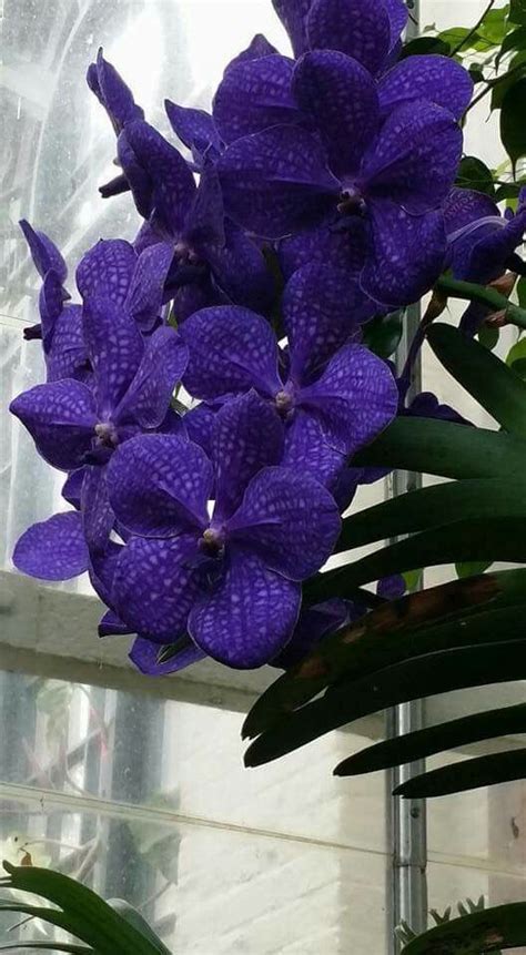 Purple Vanda Orchid | Vanda orchids, Orchids, Flowers