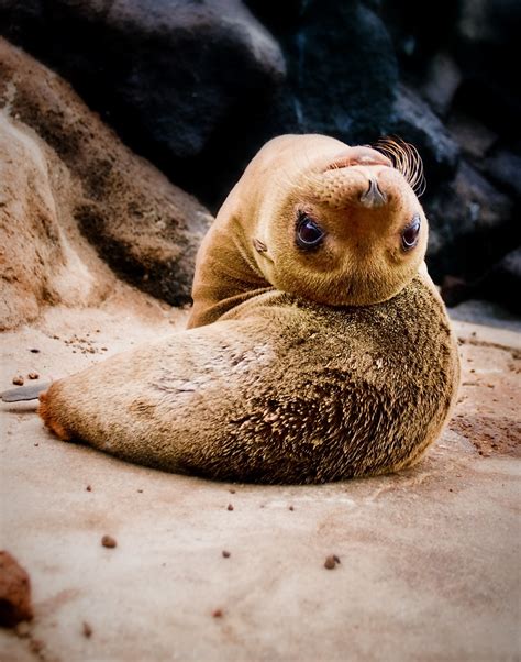 Sea Lion pup | This Galapagos sea lion pup was very friendly… | Flickr