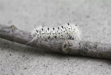 Ever See The White Hickory Tussock Moth Caterpillar?