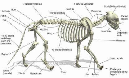 Lion Anatomy - LION