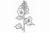 Hollyhock Flower Coloring Page Graphic By Forhadx5 · Creative Fabrica sketch template