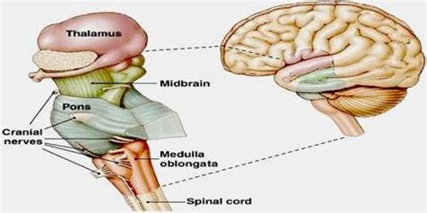 Brain Stem : Anatomy, Location & Function - Anatomy Info