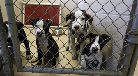 Overcrowded shelter has hundreds of pets up for adoption