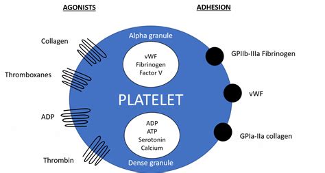 Platelets - Function - Aggregation - Adhesion - TeachMePhysiology