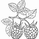 Raspberry Coloring Pages Printable For Free Download sketch template