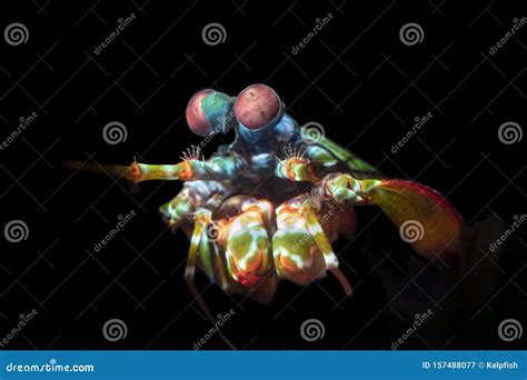 Colorful Mantis Shrimp with Complex Eyes Stock Image - Image of ...