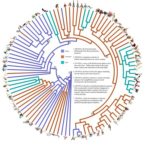 cladogram - DriverLayer Search Engine