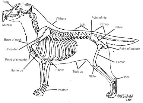 Labrador Retriever Skeleton Diagram