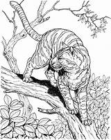Tiger Coloring Page Printable sketch template