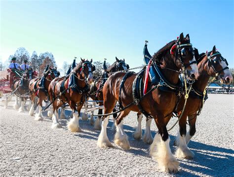 Budweiser Clydesdales - Florida State Fair