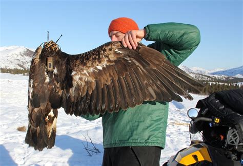 The summer movements of female Golden Eagle 1502 at the northwestern ...