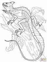 Coloring Pages Lizards Printable  Subeloa11 sketch template