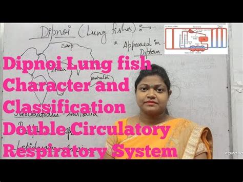 Dipnoi (Lung fish) External,Internal features, Classification and Circulatory, Respiratory ...