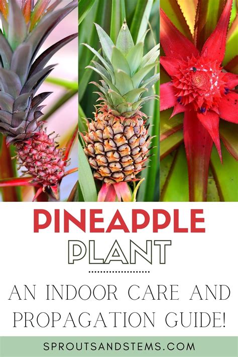 Pineapple Plant Care and Propagation Indoors | Sprouts and Stems