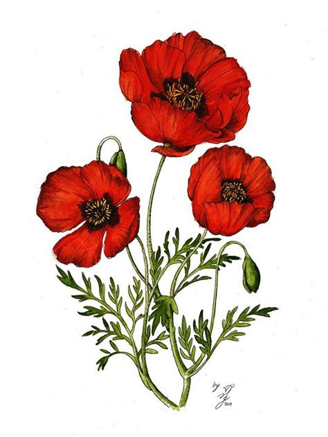 poppies drawing - Google Search | Poppy flower drawing, Poppy flower tattoo, Poppy drawing