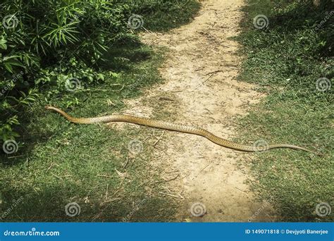 Indian Rat Snake Also Known As Dhaman Is A Common Species Of Colubrid ...