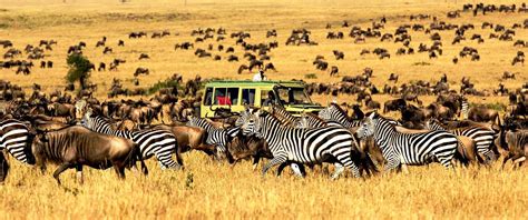 Reasons Behind Serengeti Park’s Victory Explained | Embassy of Tanzania ...