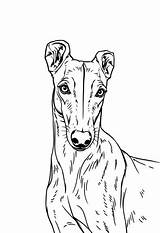 Greyhound Coloring Pages 4 Free Printables  ColoringMaker sketch template