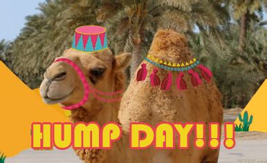 Hump Day Gif - IceGif