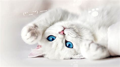 White Cat Wallpaper Hd - PetsWall