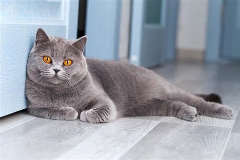 British Shorthair - Self Cats | Cat Breeds