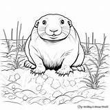 Gopher Coloring Pages  Free & Printable sketch template