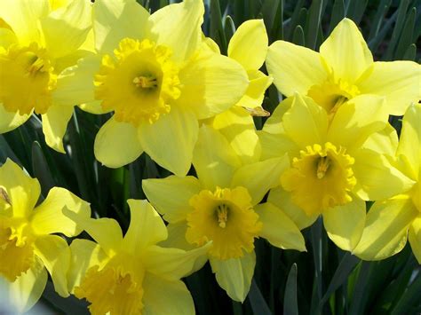 Daffodils Wallpapers - Wallpaper Cave